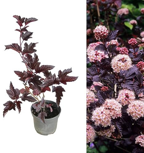 Physocarpus 'Lady in Red' Fast Growing Shrub in a 9cm Pot
