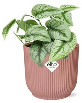 Efeutute Scindapsus Pictus Trebie – Zimmerpflanze Ø12cm inkl. Ziertopf Vibes Fold Rosa Ø14cm – Pflegeleichte rankende Grünpflanze – Luftreinigende Hängepflanze