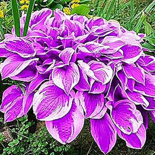 Sfuso Hosta Bulbi, piante erbacee perenni, Hosta Bulbi grande, Ambiente paesaggistico, Hosta in vaso, profumate, pianta Hosta(Non artificiali)-4 Bulbi-I