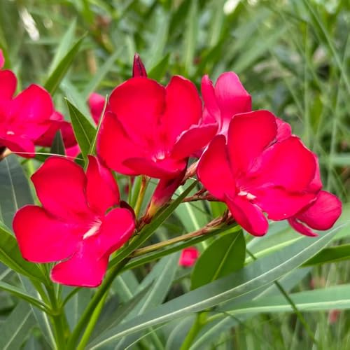 Semi di oleandro, semi di Nerium oleandro esotiche resistenti resistenti per il giardino Le perenni 30pcs