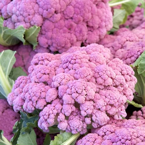 semi di cavolfiore, rara decorazione biologico antiche varietà 500pcs