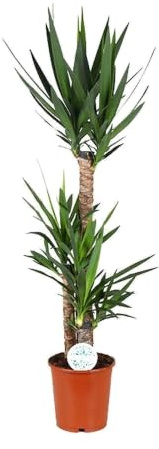 Plante Yucca, Pot Ø24cm, Hauteur 125cm