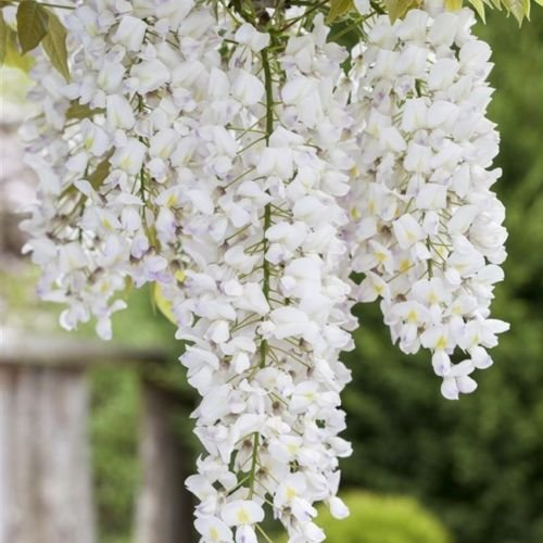 Weißer Chinesicher Blauregen - Wisteria sinensis 'Alba' Kletterpflanze mit großen weißen Blütentrauben - Topf gewachsen (40-60cm)