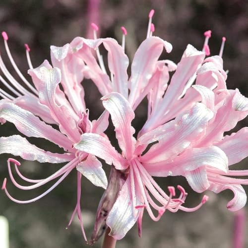 Lirio araña - Lycoris radiata balcón resistentes jardín balcón de 5bulbos