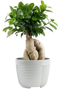 Costa Farms Bonsai Miniature Tree Live Plant in Decorative Pot, Indoor Houseplant, Perfect for Home, Room, or Office Decor, Great House Warming or Birthday Gift, 7-10 Inches Tall