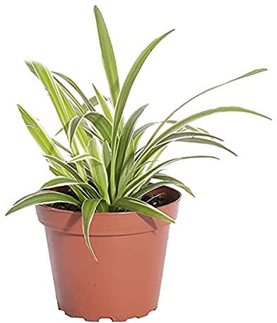 Chlorophytum Planta Purificadora del Aire Cinta Planta Natural de Interior y Exterior