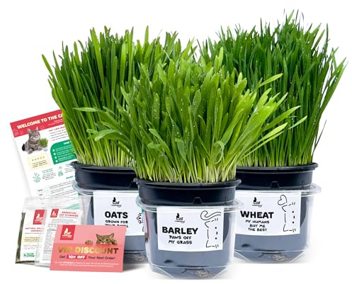 3 Fresh Live Cat Grass (Oats, Barley, Wheat) | A Taste of the Outdoors for Indoor Cats | Ready to Eat | Grown in the UK | Aids Digestion & Hairballs | By Cat Mommy