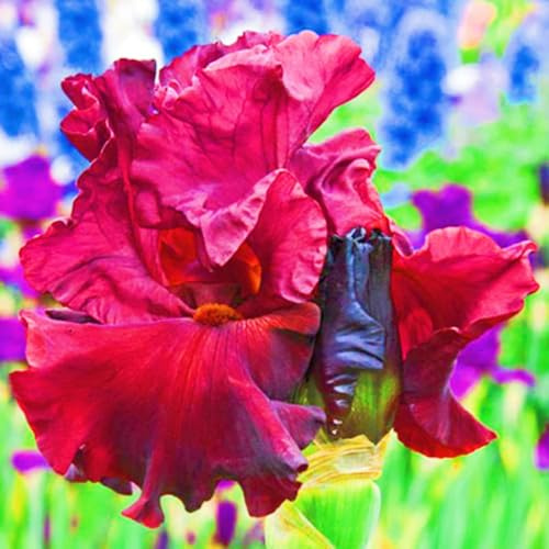 Perenne resistente Fácil de cultivar Jardines Iris raros Alto valor ornamental-6 cebollas-h