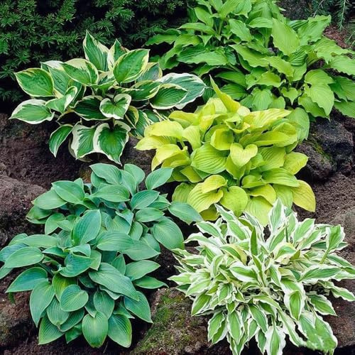 semi di hosta resistenti, giardino balcone, esotiche 550pcs