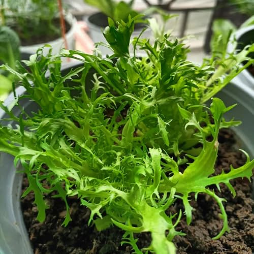Semi di lattuga, lattuga a foglie sciolte rara decorazione vecchie varietà giardino sul balcone con interna orticole resistenti in vaso 700pcs