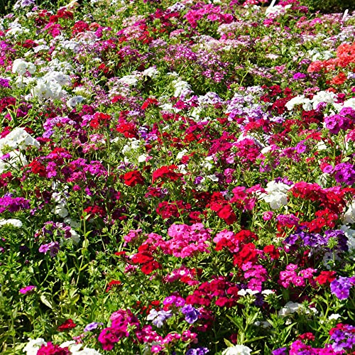 Phlox de alfombra - flox subulata balcón Jardín sombra 600semillas