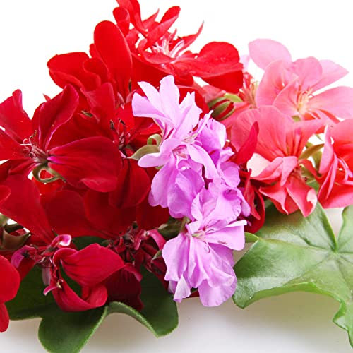 Geranium Plants, 'Mixed', 20 x Compact Plant Pack, Bedding Plants, Geraniums, Mixed Colours, Red and White and Pink, Flowers, Garden Ready and Ready to Plant, Premium Quality Bedding Plants