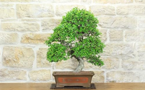 Bonsai di Olmo Cinese (152)