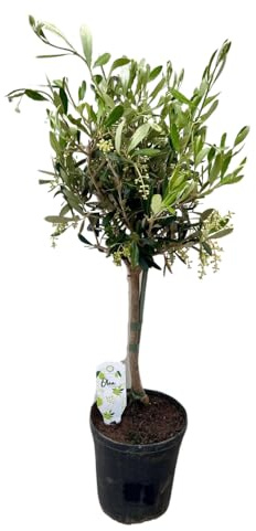 Planta de Olivo Olea, Decoración Interior y Exterior, Verde, Ø15cm y 60cm