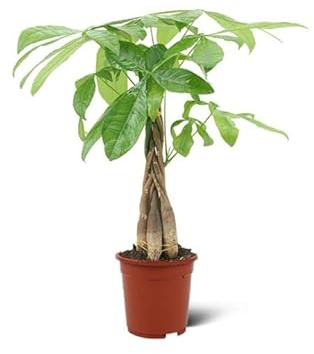 Pachira Aquatica Natural Árbol Ornamental Ideal para Decorar Interiores