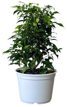 Ficus Benjamina Natural Mini Ideal para Estanterías y Escritorios