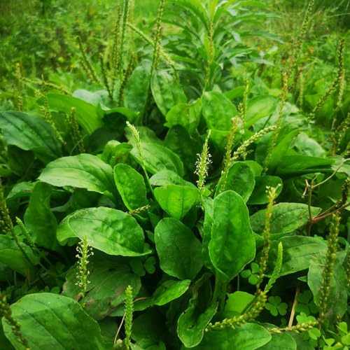 350 pz semi di plantago piantaggine insoliti d'appartamento resistenti decorazione soggiorno da giardino