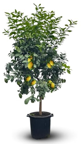 Attitude Jardin - Citronnier Limon - Citrus Limon - agrume méditerranéen - Arbre fruitier - 170-190 cm - ⌀ 35 cm