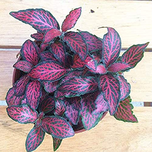 TOYHEART 100 Pièces Graines De Fleurs Premium, Graines De Fittonia Viable Taux De Germination élevé Décor à La Maison Semis Intérieur Plantation Semis Pour Jardin 2
