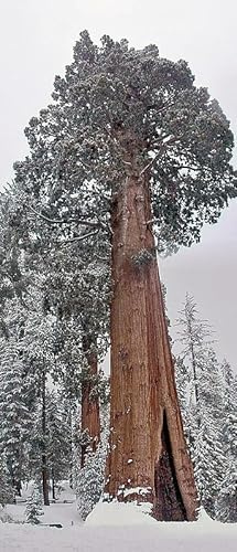 Riesen Berg-Mammutbaum Sequoiadendron giganteum 100 Samen