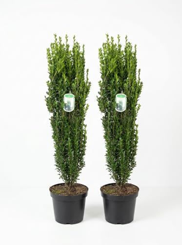 Ilex crenata Fastigiata - Säulen Ilex - 2 Stück - 110-120 cm | Immergrün, Winterhart, Ähnlich Buchsbaum, aufrechte Säulenform