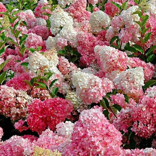 hortensia panícula - silvestres balcón resistentes de semillas de jardín decorativa semillas silvestres 400pcs