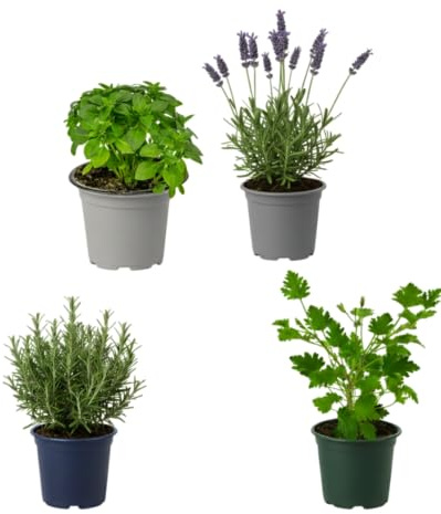 Pack Brisa Cítrica de 4 Plantas Aromáticas DECOALIVE – Geranio Limón, Lavanda, Romero y Albahaca Estrecha