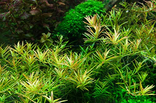Tropica - Rotala 'Vietnam H'ra' 1-2 Tissue Kultur in vitro Live Aquarium Rotala Garnelen Safe & schneckenfreie