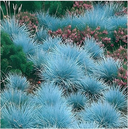 Stauden Gänge 25 x Festuca glauca 'Festina' Blauschwingel winterhart | Blaues Ziergras für Sonne, Blüte Juni bis Juli, mehrjährig, 1 L Topf (11x11 cm)