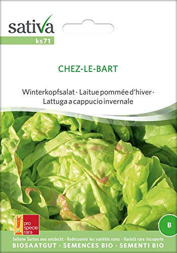 Sativa Rheinau ks71 Winterkopfsalat Chez-Le-Bart (Bio-Salatsamen)