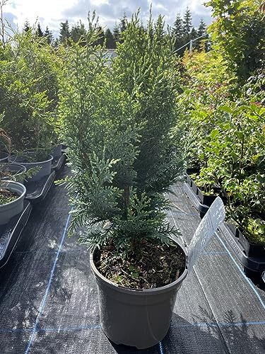 Lawson Cypress 'White Spot' - Chamaecyparis lawsoniana | Variegated Conifer | Hardy Evergreen Tree | 30cm Tall | Big 3L Pot UK Grown