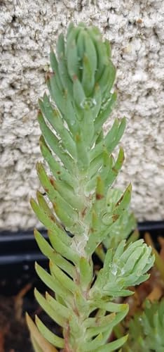 Sedum reflexum (=rupestre) 'Blue Spruce' / Orpin des rochers/Conteneur de 2 à 2.9 litres/Succulente