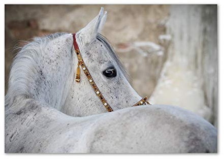 Tulup Impresión en Vidrio - 100x70cm - Cuadro Pintura en Vidrio - Cuadro en Vidrio Cristal Impresiones - Animaux - Blanco, Blanca - Caballo árabe Blanco