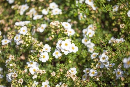 Fingerstrauch Potentilla fruticosa Bella Bianca 25-30 cm winterhart | weiße Blüten, lange Blütezeit, sonniger Standort, ideal für Beet und Rabatte, schnittverträglich, bienenfreundlich