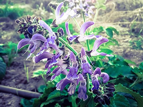 Semillas de salvia roja orgánica certificada danshen (~ 35): Cimelio organici sin OGM: Semillas