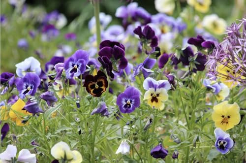 Viola Tricolor Wild Flower Seeds, Pansy Heartsease Mix, 600 to 700 Seeds 0.5g