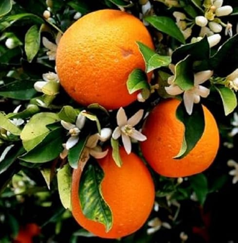PianteWeb pw-arancio-35