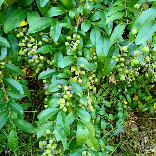 Semillas de aligustre - de balcón seto variedades antiguas hoja resistentes productos sostenibles resistentes jardines rocas 350pcs