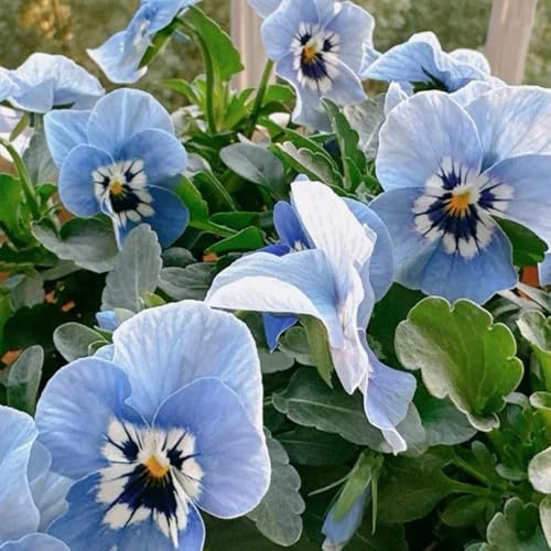 semi di viola del pensiero resistenti - perenne violetta cornuta da giardino roccioso all'esterno decorazione 300pcs