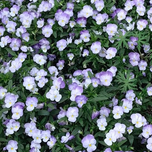 semi di viola del pensiero - decorazione balcone giardino resistenti 450pcs
