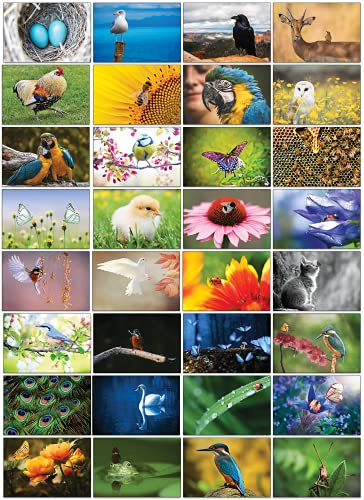 the lazy panda card company Auswahl an Natur-Postkarten: 32 Postkarten in verschiedenen Naturmotiven (Vögel, Käfer und Schmetterlinge)