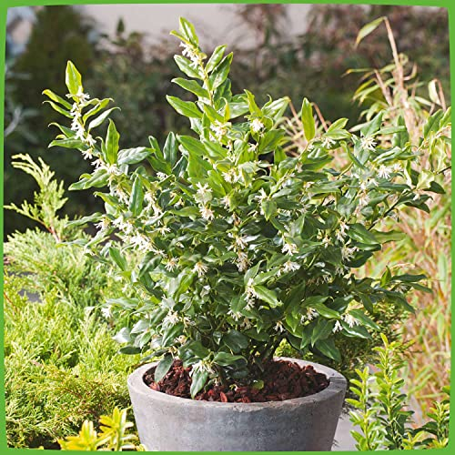 Duft-Fleischbeere -Sarcococca confusa - Kübel-Pflanze immergrün schwarze Früchte weiße Blüten duftend Schatten-Blume - Winterpflanzen von Garten Schlüter - Pflanzen in Top Qualität