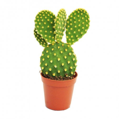 Opuntia microdasys - Yellow-spined Prickly pear - Cactus - in 8,5 cm Pot