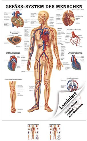 Sport-Tec Gefäßsystem Mini-Poster Anatomie 34x24 cm medizinische Lehrmittel