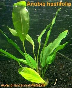 5 Töpfe Anubia Hastifolia, große Wasserpflanze