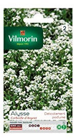 Vilmorin - Sachet graines Alysse Corbeille d'argent