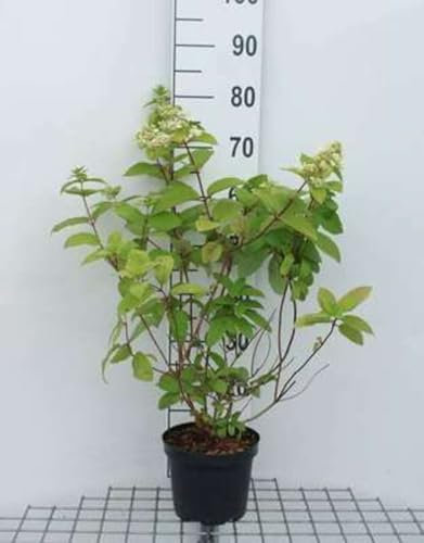 Hydrangea pan. 'Mega Mindy'® - Hydrangea Paniculata 40-50 cm en pot