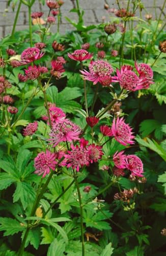 Astrantia major 'Claret' ca. 11x11 cm Topf - Sterndolde, dunkelrote Blüten, Blütezeit Juni-August, ideal für halbschattige Beete, bienenfreundlich, pflegeleicht