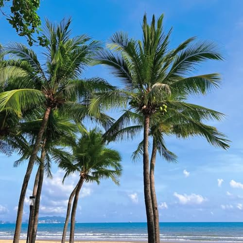 semi di palma da cocco, rare Cocos nucifera, semi di vecchie varietà frutteto Le perenni sono 30pcs
