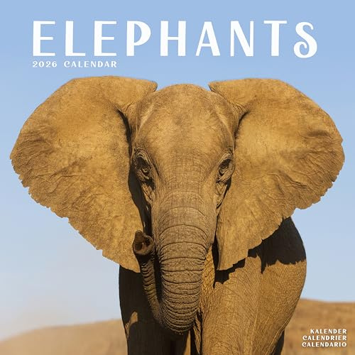 Elephants 2026 Calendar | Square Wall Calendar | Animal Gift | Plastic Free Packaging | by Avonside Publishing